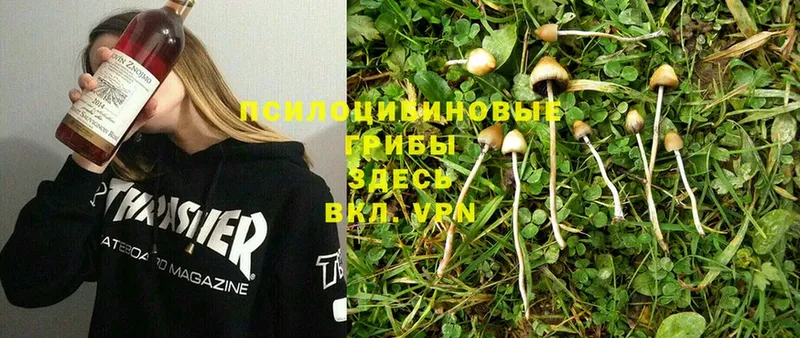 где можно купить наркотик  Адыгейск  Галлюциногенные грибы Psilocybine cubensis 